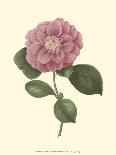 Camellia Blooms II-J^ J^ Jung-Framed Art Print