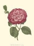 Camellia Blooms IV-J^ J^ Jung-Art Print