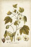 Elegant Botanical II-J.j. Plenck-Art Print