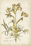 Elegant Botanical I-J.j. Plenck-Framed Art Print