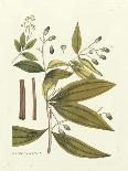 Elegant Botanical I-J.j. Plenck-Framed Art Print