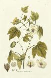 Elegant Botanical II-J.j. Plenck-Art Print