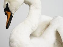 Mounted Swan-J. James-Framed Photographic Print