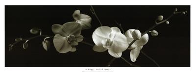 Orchid Sprays-J^k^ Driggs-Art Print