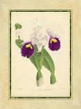 Fitch Orchid V-J. Nugent Fitch-Stretched Canvas