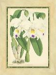 Fitch Orchid III-J. Nugent Fitch-Framed Art Print