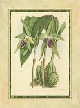 Fitch Orchid V-J. Nugent Fitch-Stretched Canvas
