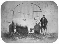The Rose of the Suir', a Prize-Winning Bullock, Waterford, 1863-J. Pender-Framed Premier Image Canvas