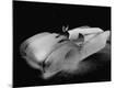 Premium Photographic Print