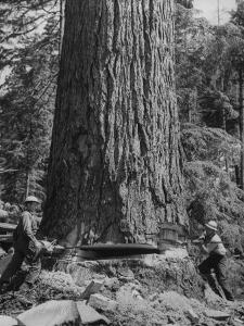 Excellent Set Showing Lumberjacks Working in the Forests, Sawing and Chopping Trees by J^ R^ Eyerman