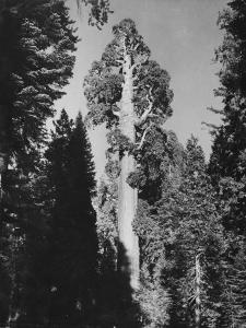 "Gen. Grant's" Sequoia Tree in King's Canyon National Park by J^ R^ Eyerman