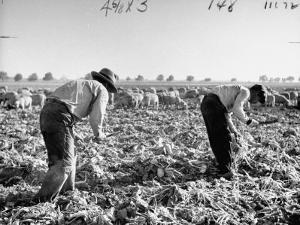 Mexican Farm Workers Harvesting Beets by J^ R^ Eyerman