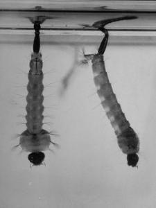 Mosquito Larvae Hanging Upside Down from Snorkel-Like Breathing Tubes by J^ R^ Eyerman