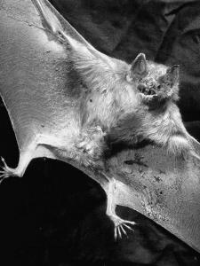Rabid Male Vampire Bat by J^ R^ Eyerman