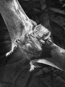 Vampire Bat Cleaning Itself by J^ R^ Eyerman