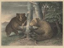 Grizzly Bears-J. R. Peale-Premier Image Canvas