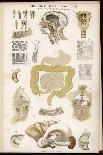 Various Diagrams Depicting the Digestive Organs-J.s. Cuthbert-Art Print