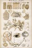 Various Diagrans of the Organs of the Senses-J.s. Cuthbert-Photographic Print