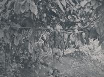 'Cacao Tree', 1924-J.S Fry & Sons-Premier Image Canvas