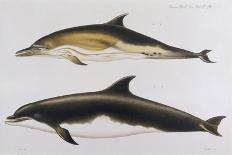 Two Varieties of Dolphin: Delphinus Delphis (Top) Delphinus Tursio-J. Smit-Art Print