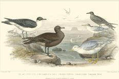 Duck Varieties-J. Stewart-Art Print