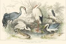 Roosters & Hens-J. Stewart-Art Print