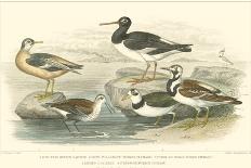 Oyster Catchers-J. Stewart-Art Print