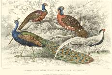 Peacock & Pheasants-J. Stewart-Art Print