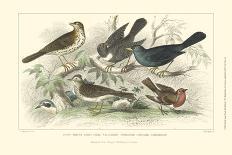 Peacock & Pheasants-J. Stewart-Art Print