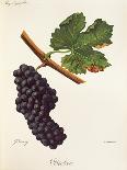 Merlot Grape-J. Troncy-Framed Giclee Print