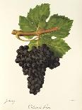 Catawba Grape-J. Troncy-Giclee Print