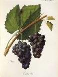 Merlot Grape-J. Troncy-Giclee Print