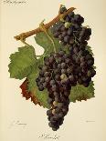 Beclan Grape-J. Troncy-Giclee Print