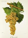Cabernet Franc Grape-J. Troncy-Giclee Print