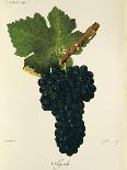Merlot Grape-J. Troncy-Framed Giclee Print