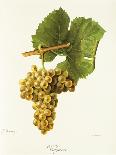 Cabernet Franc Grape-J. Troncy-Giclee Print