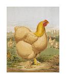 Mr. John Martin's Single Combed Dorking Hen-J^ W^ Ludlow-Premium Giclee Print