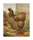 Mr. John Martin's Single Combed Dorking Hen-J^ W^ Ludlow-Mounted Premium Giclee Print