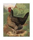 Mr. E. Tudman’s Partridge Cochin Hen “Titania”-J^ W^ Ludlow-Framed Premium Giclee Print
