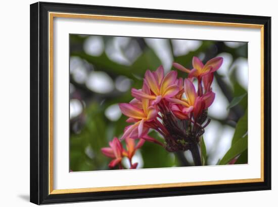 J114-Robert Kaler-Framed Photographic Print