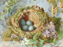 A Nest of Eggs, 1871-Jabez Bligh-Framed Premier Image Canvas