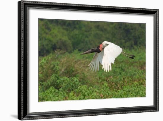 Jabiru (Jabiru Mycteria) in Flight, Pantanal, Mato Grosso, Brazil, South America-G&M Therin-Weise-Framed Photographic Print