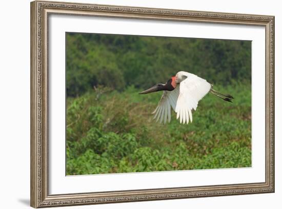 Jabiru (Jabiru Mycteria) in Flight, Pantanal, Mato Grosso, Brazil, South America-G&M Therin-Weise-Framed Photographic Print