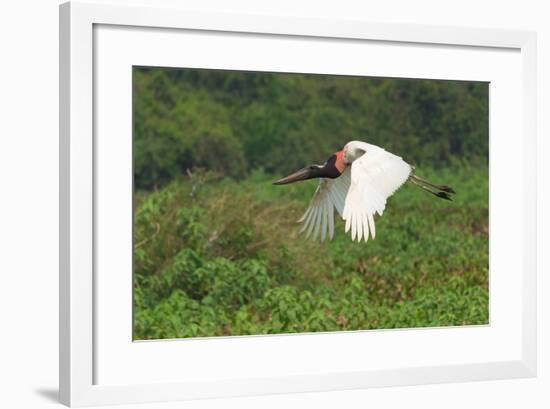 Jabiru (Jabiru Mycteria) in Flight, Pantanal, Mato Grosso, Brazil, South America-G&M Therin-Weise-Framed Photographic Print