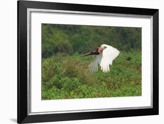 Jabiru (Jabiru Mycteria) in Flight, Pantanal, Mato Grosso, Brazil, South America-G&M Therin-Weise-Framed Photographic Print