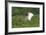 Jabiru (Jabiru Mycteria) in Flight, Pantanal, Mato Grosso, Brazil, South America-G&M Therin-Weise-Framed Photographic Print