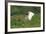 Jabiru (Jabiru Mycteria) in Flight, Pantanal, Mato Grosso, Brazil, South America-G&M Therin-Weise-Framed Photographic Print