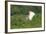 Jabiru (Jabiru Mycteria) in Flight, Pantanal, Mato Grosso, Brazil, South America-G&M Therin-Weise-Framed Photographic Print