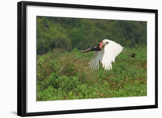 Jabiru (Jabiru Mycteria) in Flight, Pantanal, Mato Grosso, Brazil, South America-G&M Therin-Weise-Framed Photographic Print