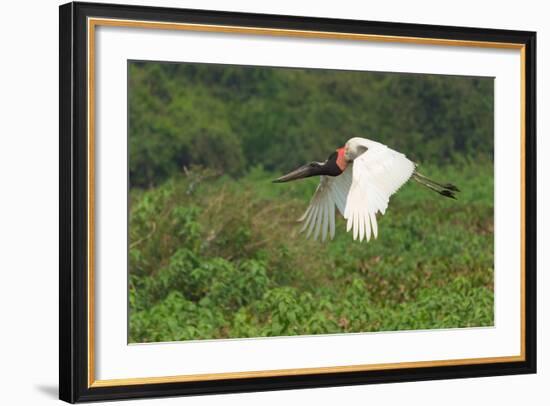 Jabiru (Jabiru Mycteria) in Flight, Pantanal, Mato Grosso, Brazil, South America-G&M Therin-Weise-Framed Photographic Print